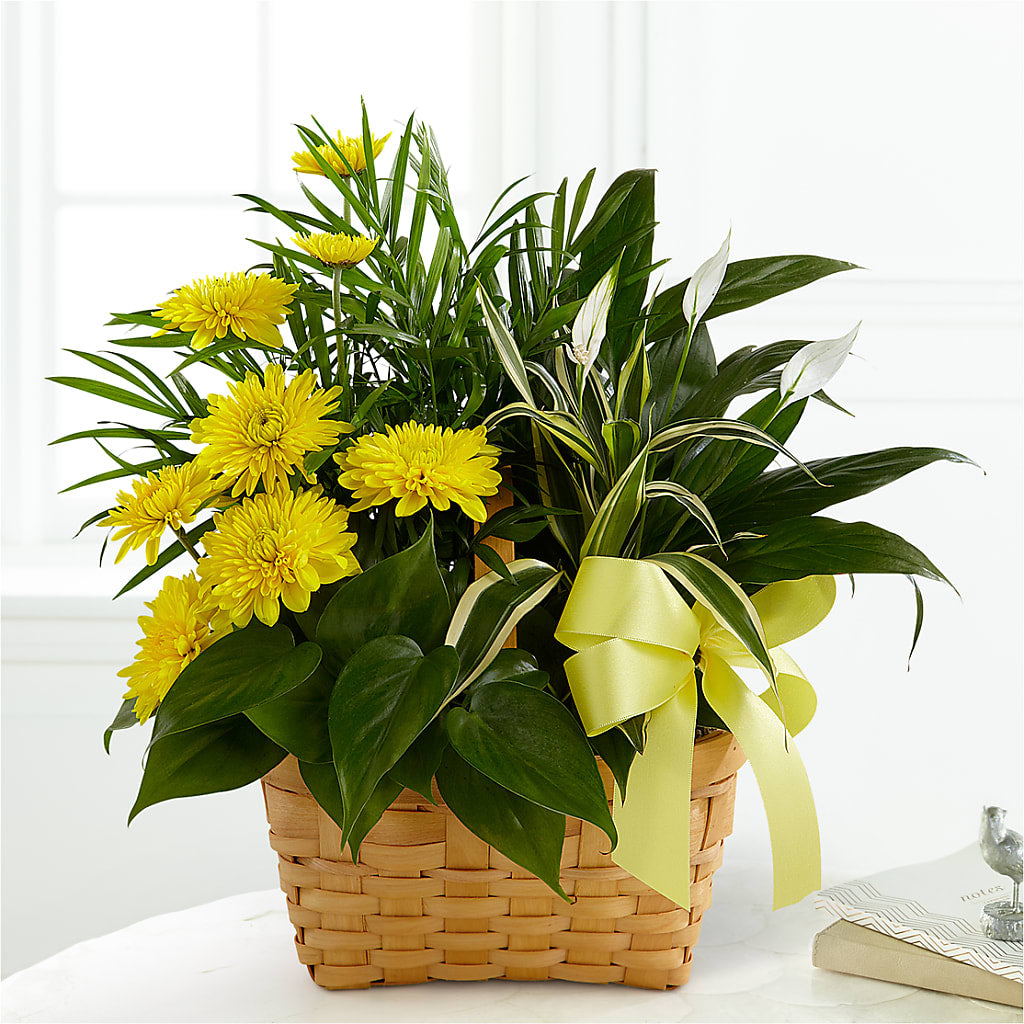 Loving Light Dishgarden – Rose And Silk Florist Llc, Lewisville TX
