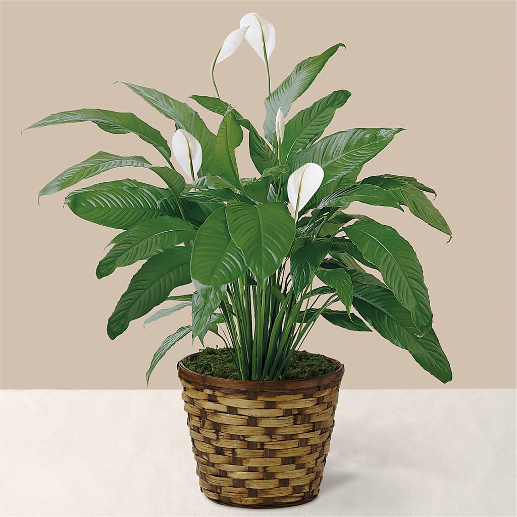 Tranquil Moments Peace Lily Plant – Rose And Silk Florist Llc, Lewisville TX