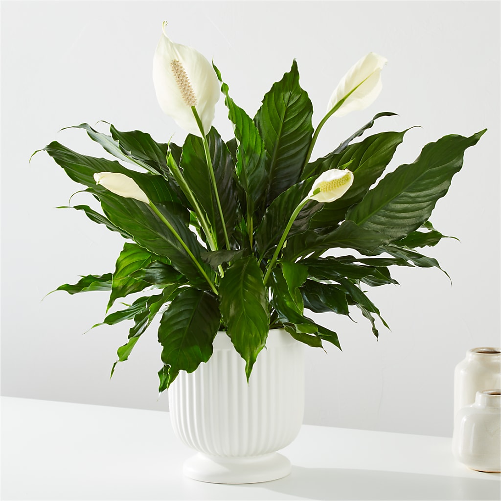 Comfort Planter – Rose And Silk Florist Llc, Lewisville TX