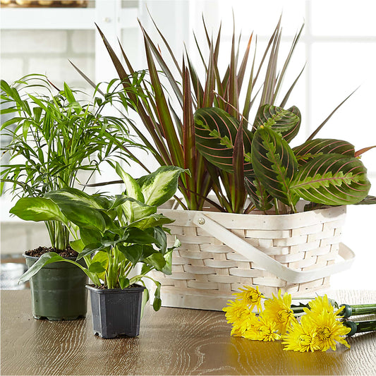 Florist Designed Blooming and Green Plants in a Basket –  Rose And Silk Florist Llc, Lewisville TX