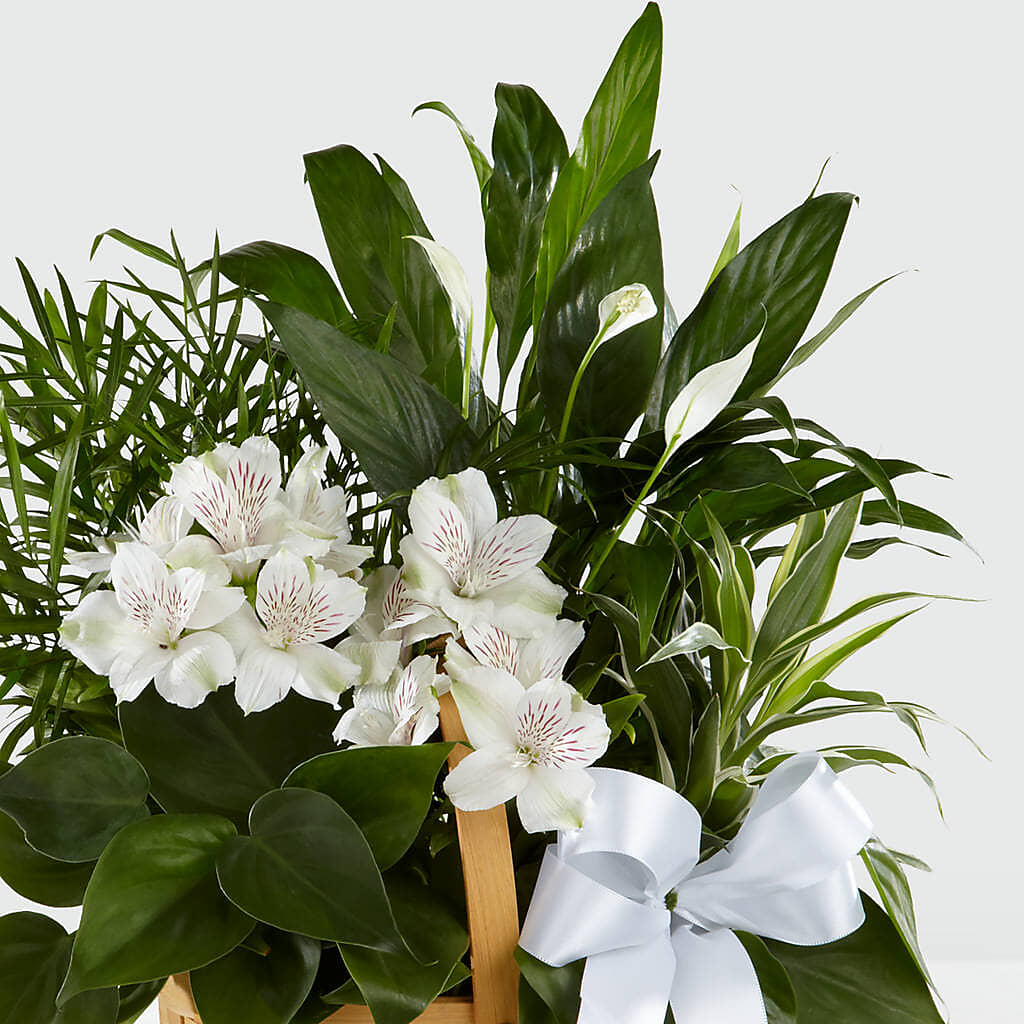 Peace & Serenity Dishgarden –  Rose And Silk Florist Llc, Lewisville TX