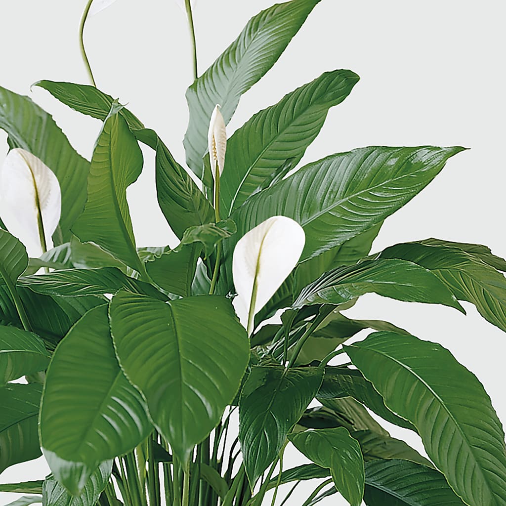 Tranquil Moments Peace Lily Plant –  Rose And Silk Florist Llc, Lewisville TX