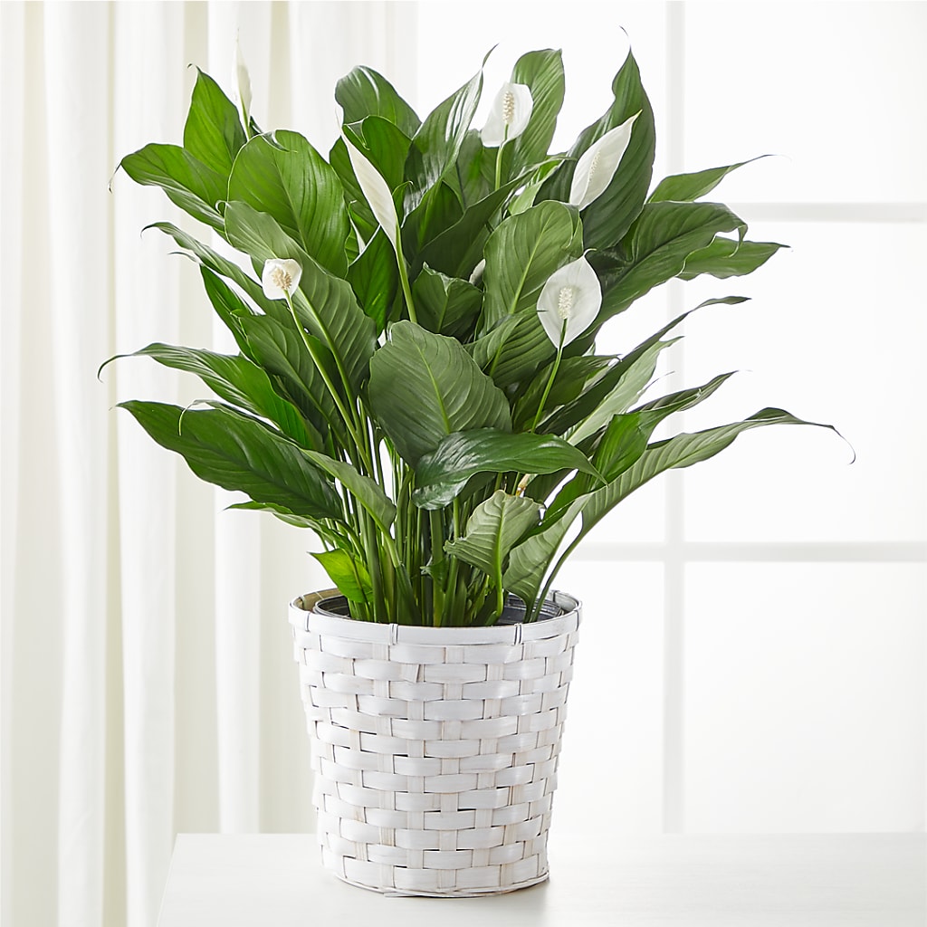 silk peace lily plant A New Leaf Peace Lily – white flower arrangement | Lewisville, TX