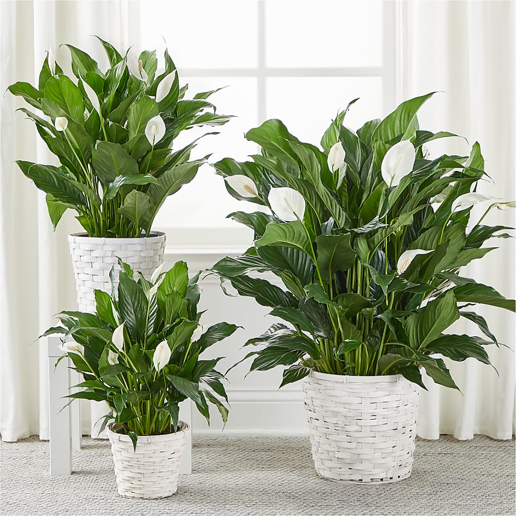 A New Leaf Peace Lily –  Rose And Silk Florist Llc, Lewisville TX