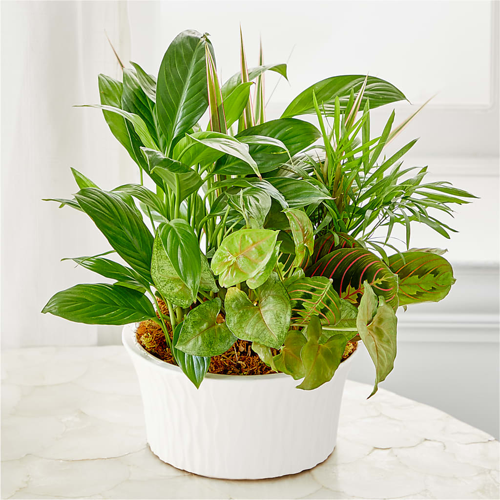 Balance & Harmony Dishgarden –  Rose And Silk Florist Llc, Lewisville TX