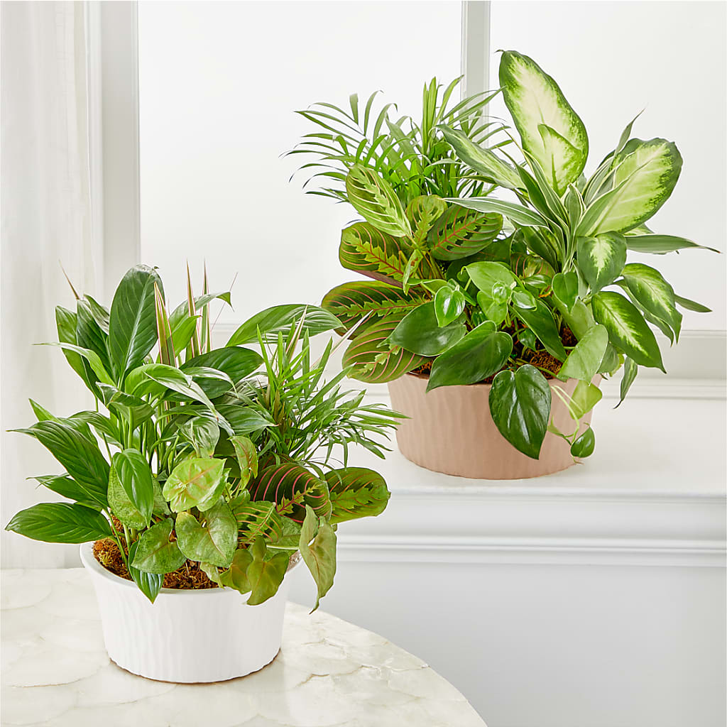Balance & Harmony Dishgarden –  Rose And Silk Florist Llc, Lewisville TX